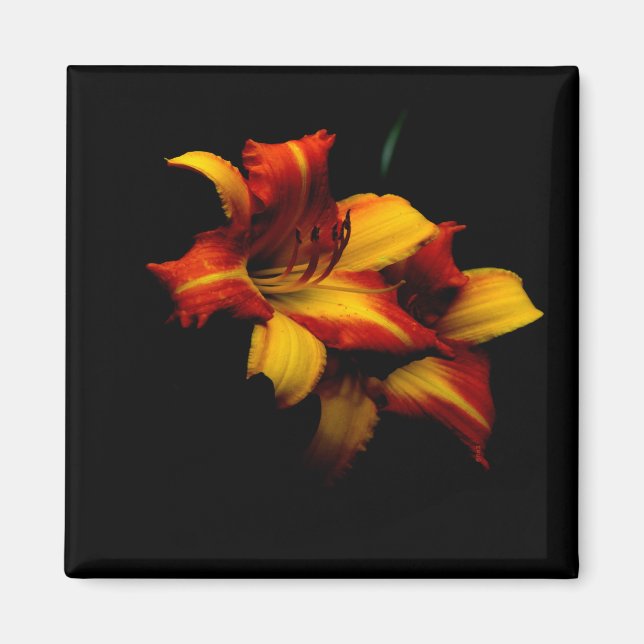 Imán Lily de la noche. (Frente)