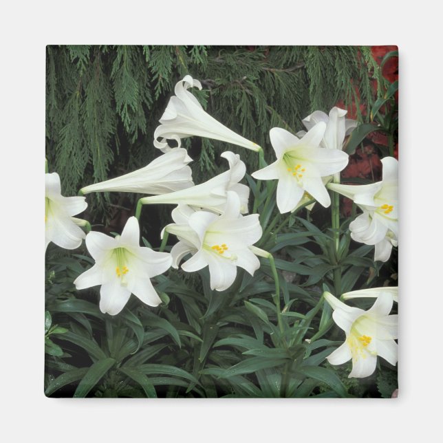 Imán Lily de Pascua (Lilium regale) (Frente)