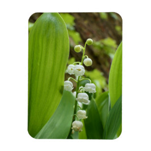 Imán Lily del Valle