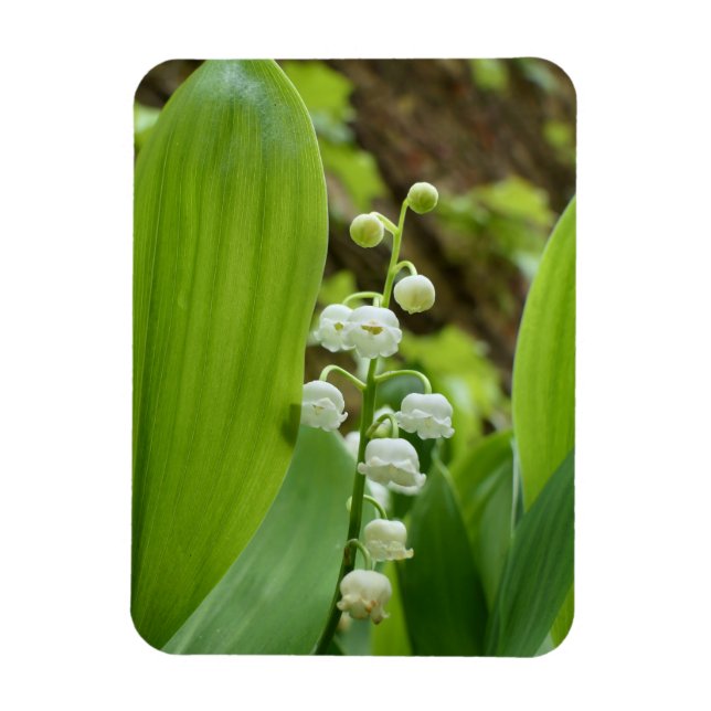 Imán Lily del Valle (Vertical)