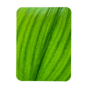 Imán Lily del Valle