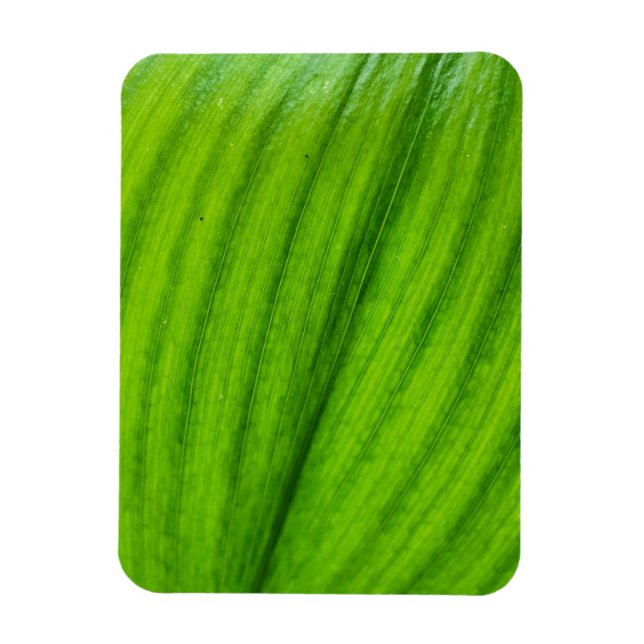 Imán Lily del Valle (Vertical)