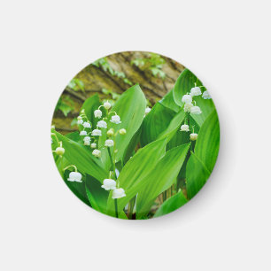 Imán Lily del Valle Magnet