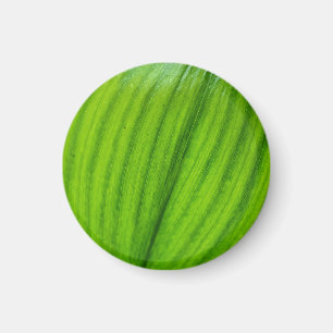 Imán Lily del Valle Magnet