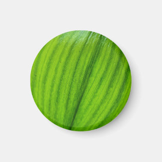 Imán Lily del Valle Magnet