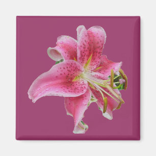 Imán Lily Magnet de Carolyn