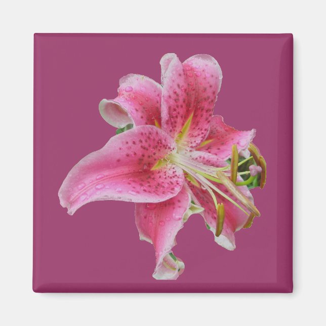Imán Lily Magnet de Carolyn (Frente)