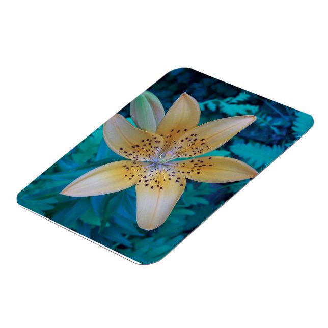 Imán Lily norteamericana (Lado Izquierdo)