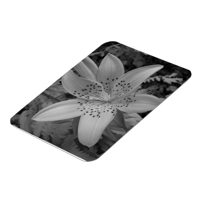 Imán Lily norteamericana (Lado Izquierdo)