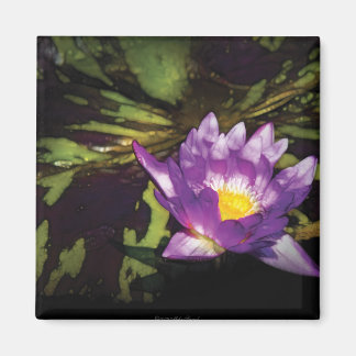 Imán Lily - Nymphaea - Día Agradable