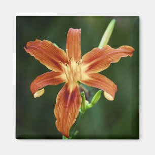 Imán Lily P6588 Magnet