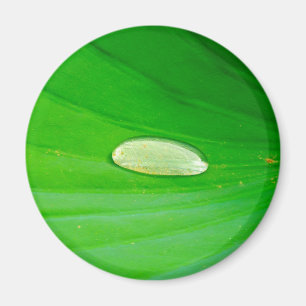 Imán Lily Pad Magnet