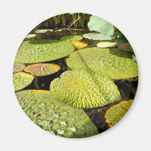 imán Lily Pads