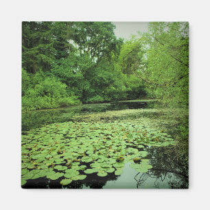 Imán Lily Pads en el estanque