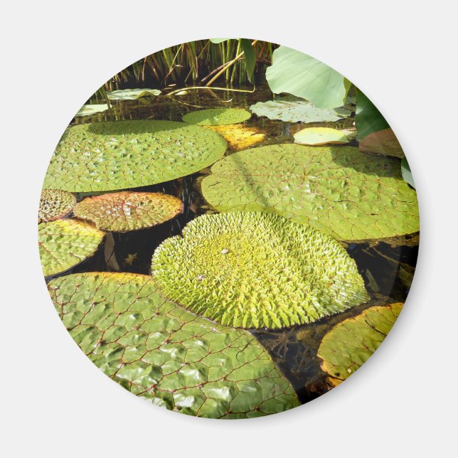 Imán Lily Pads Magnet (Frente)