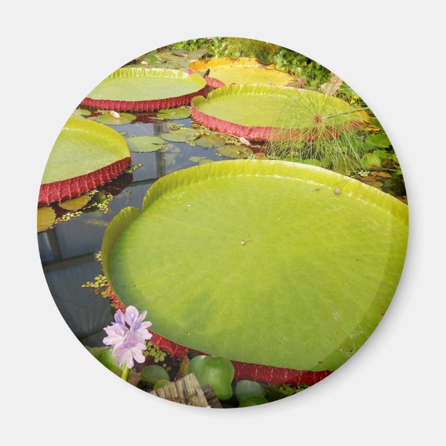 Imán Lily Pads Magnet (Frente)