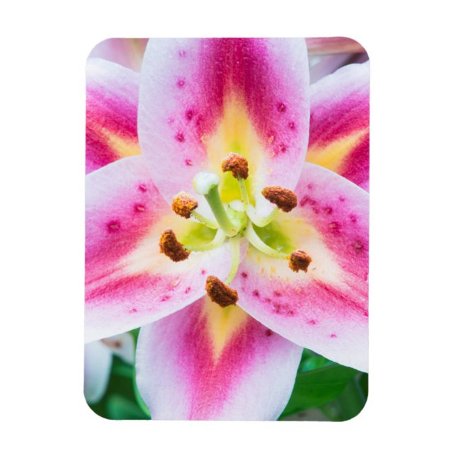 Imán Lily Primer Plano (Vertical)