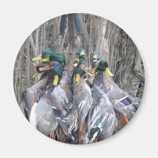 Imán Límite de mallard de caza de pato