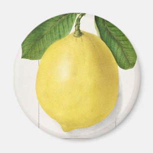 Imán Limón cosechado