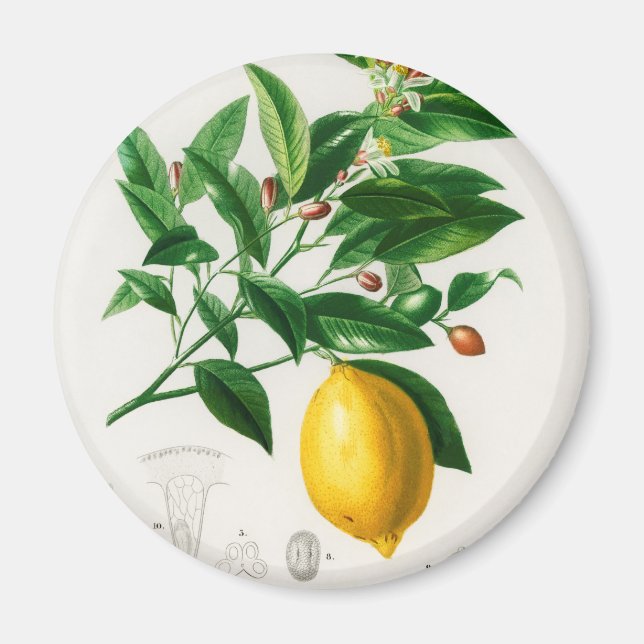 Imán Limón vintage (Frente)