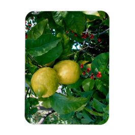 Imán Limones amarillos con bayas rojas