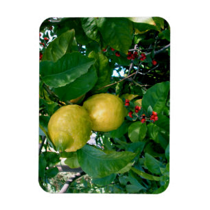 Imán Limones amarillos con bayas rojas