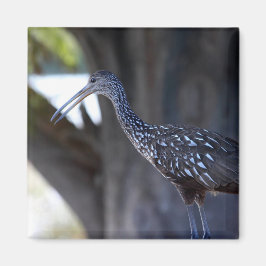 Imán Limpkin, The Crying Bird