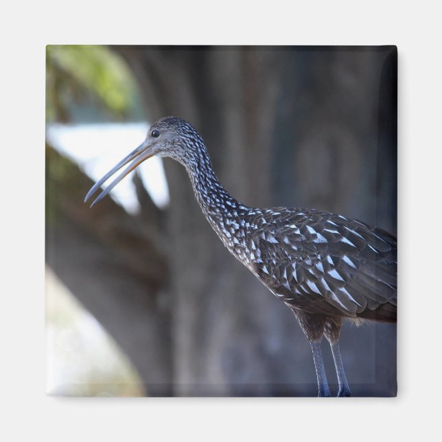 Imán Limpkin, The Crying Bird (Frente)