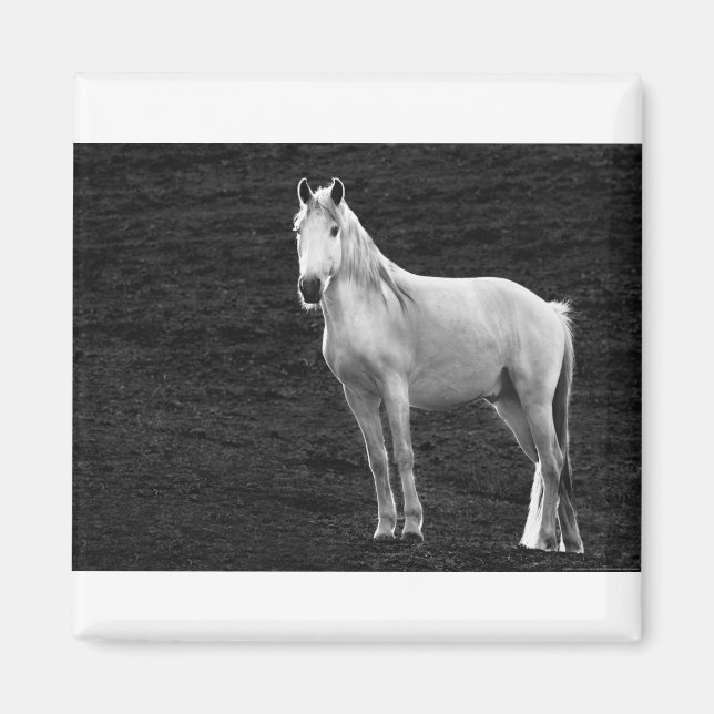 Imán LIN10BW The Stance.tif (Frente)