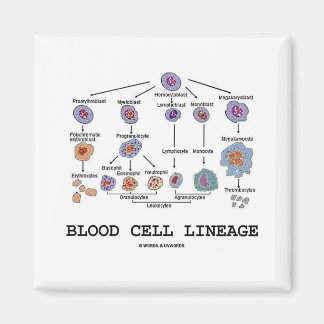 Imán Linaje de las células sanguíneas (Medicina de la B