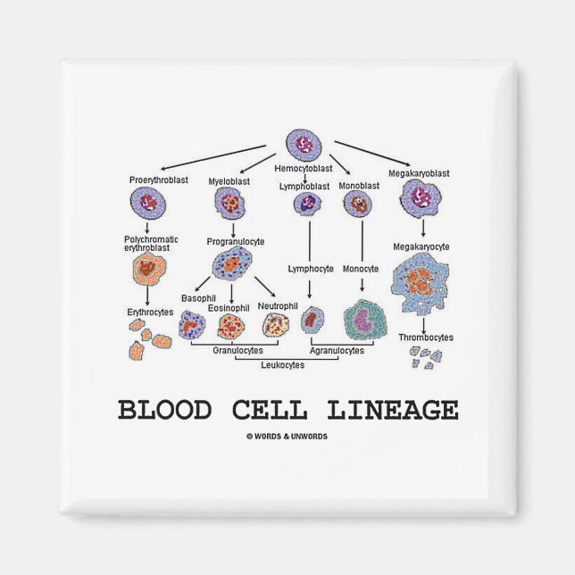 Imán Linaje de las células sanguíneas (Medicina de la B (Frente)