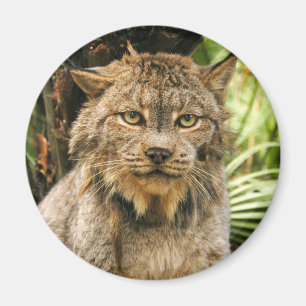 Imán Lince canadiense 4200e