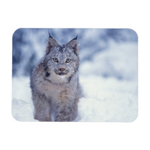 Imán Lince en la nieve en las estribaciones