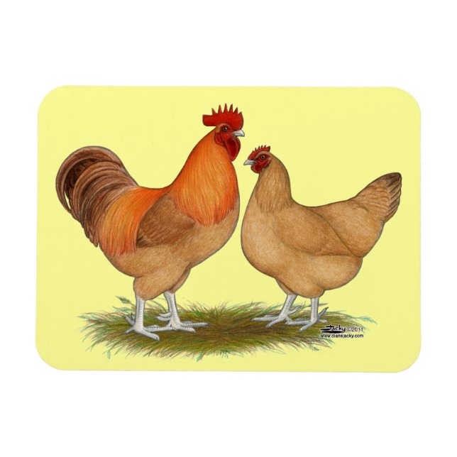 Imán Lincoln Buff Chickens (Horizontal)