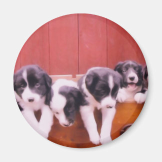 Imán lindo de los perritos del border collie