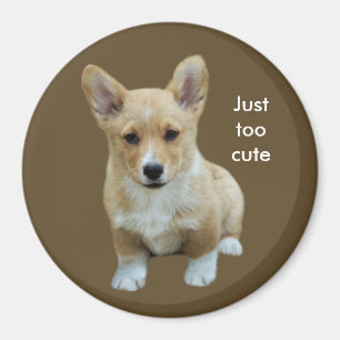 Imán lindo del Corgi Galés del Pembroke