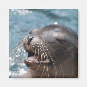 Imán lindo del león marino