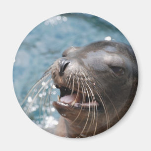 Imán lindo del león marino