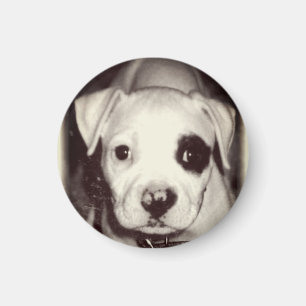 Imán lindo del perrito