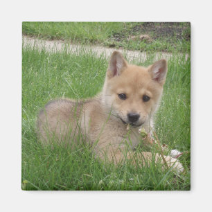 Imán lindo del perrito