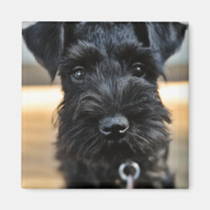 Imán lindo del Schnauzer miniatura