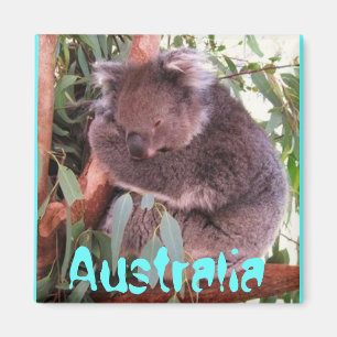Imán lindo divertido de Australia del oso de koala