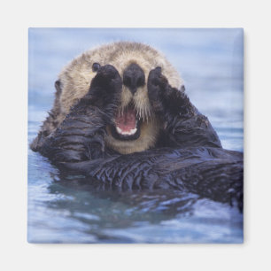 Imán Lindo nutria de mar   Alaska, EE. UU.