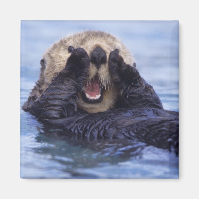Imán Lindo nutria de mar | Alaska, EE. UU. (Frente)