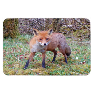 Imán Lindo Zorro Rojo Salvaje Bosque Flexi Foto