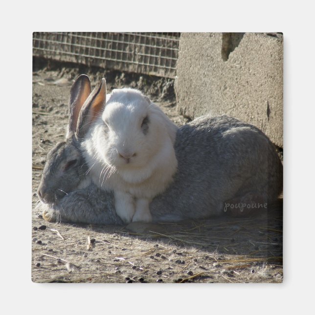 Imán lindos conejitos (Frente)