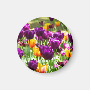 Imán Lindos tulipanes morados y amarillos 