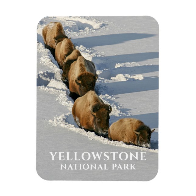 Imán Línea Bison Caminando a través de la nieve profund (Vertical)