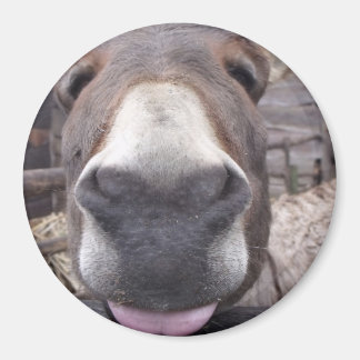 Imán Linha Animal - Arre burriquito