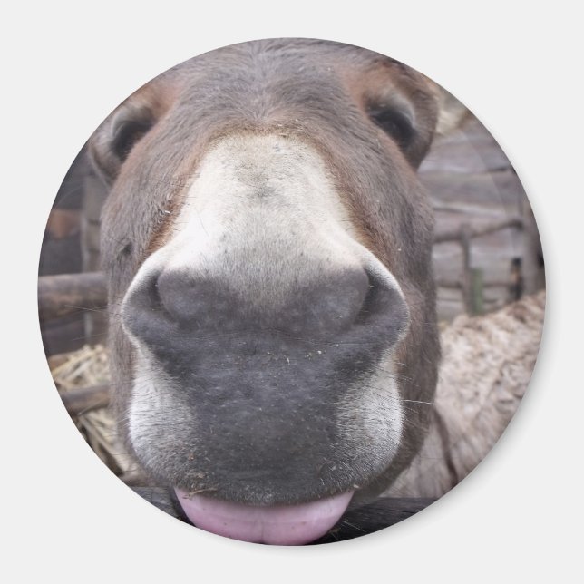 Imán Linha Animal - Arre burriquito (Frente)